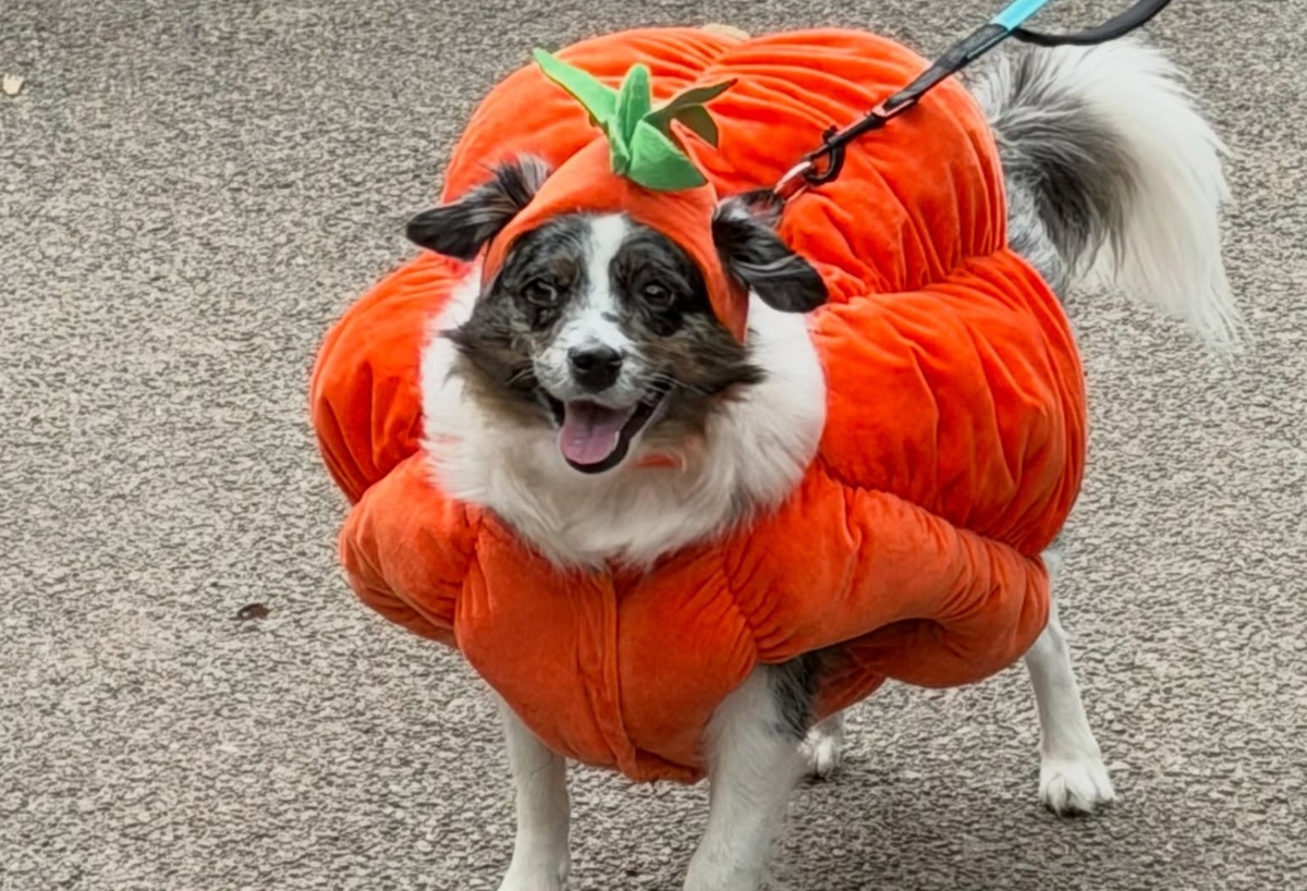 Halloween: Η αξιολάτρευτη ετήσια παρέλαση των σκύλων στο East Village