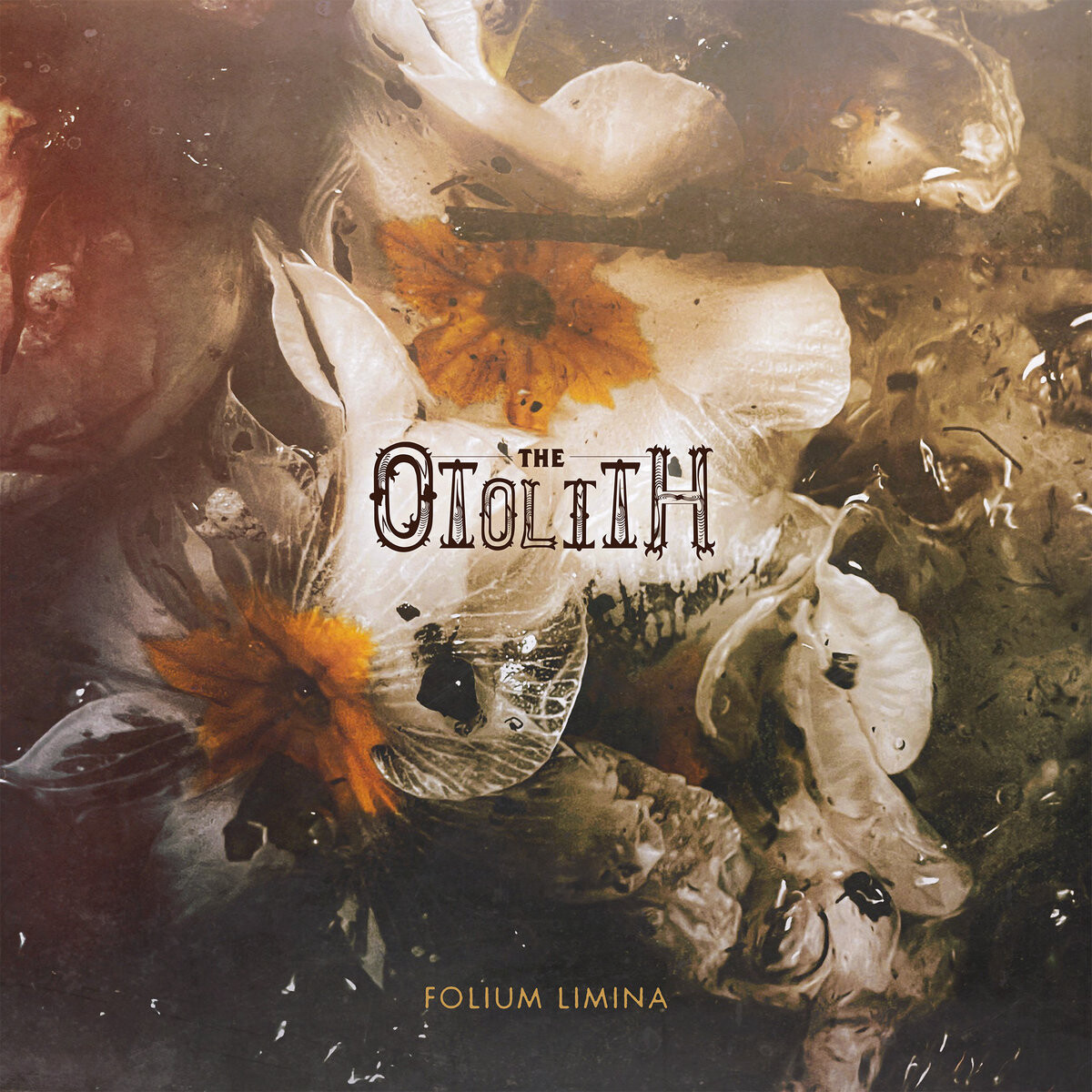 the-otolith-folium-limina