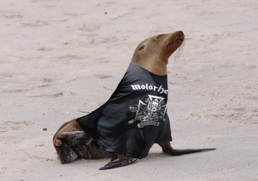 motorhead_sea_lion1